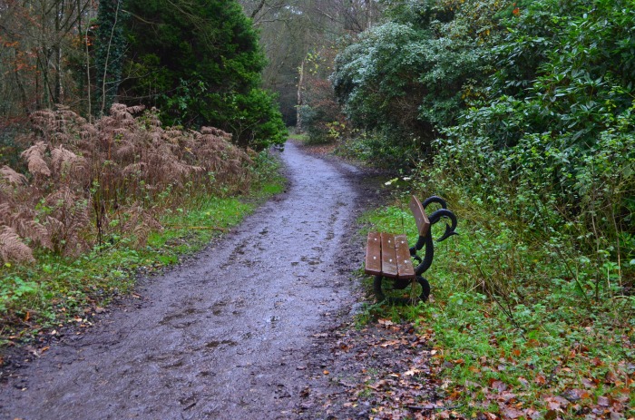 bench_in_a_forest